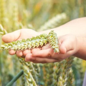 Alte dosi di glutine potrebbero essere la prossima cura per la Celiachia?